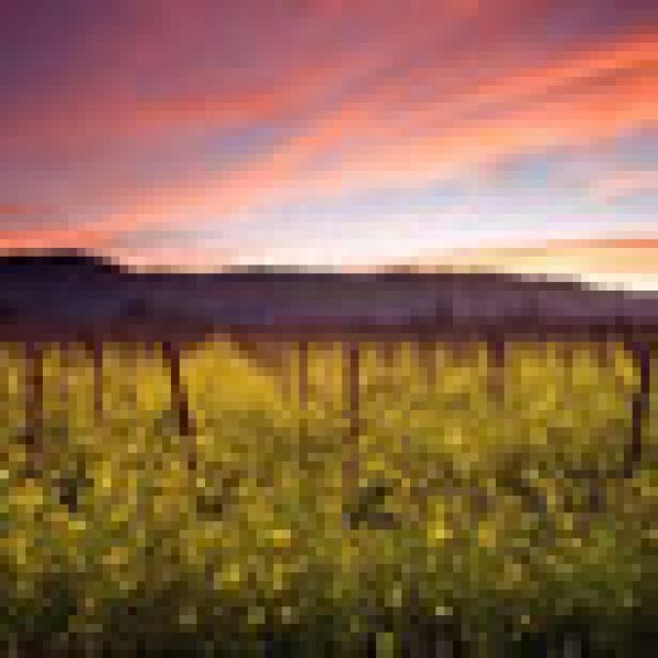 Napa vineyards feel the pinch