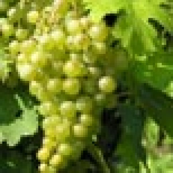 Riesling Rendezvous returns