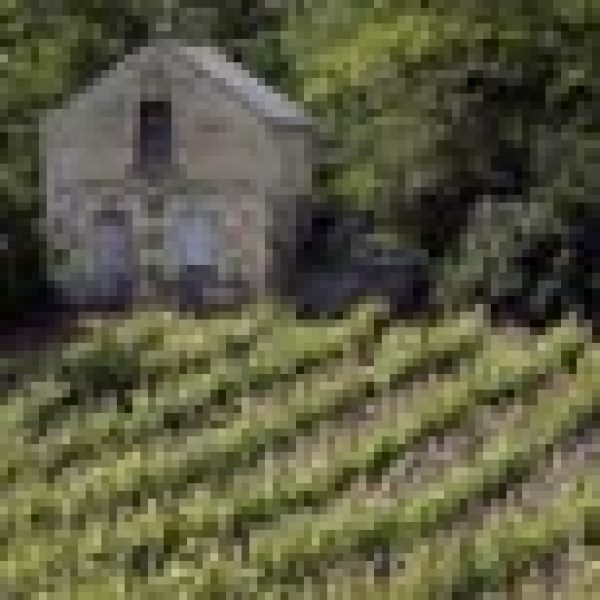 NZ vineyards to be 20% organic by 2020