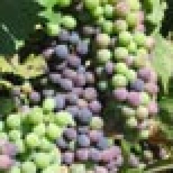 Syrah to become New Zealand’s third grape