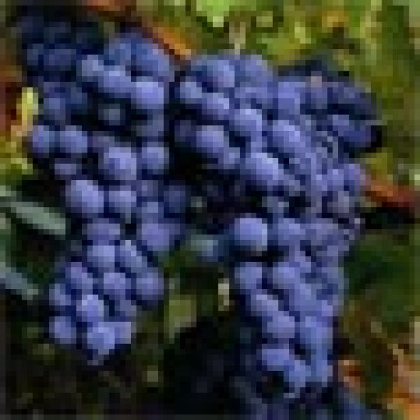 Touriga Nacional could reshape Bordeaux