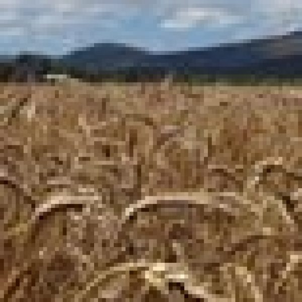 Currency watch: Rising prices cause chaos at home and abroad