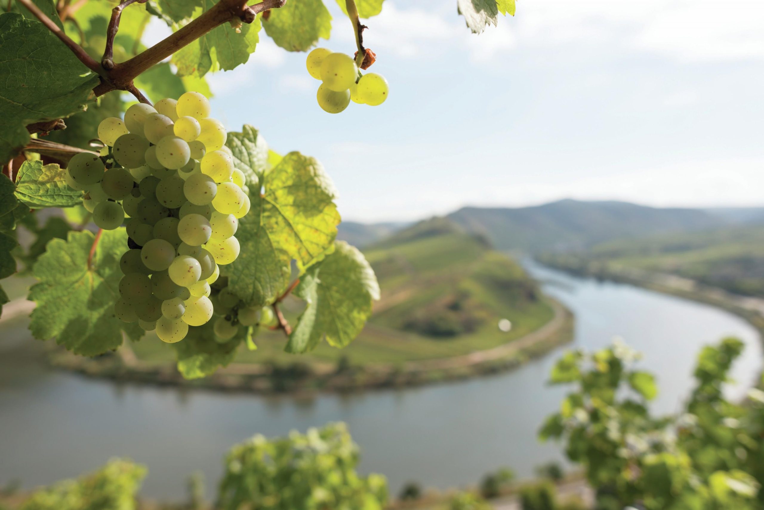 All the medallists from The Global Riesling Masters 2025