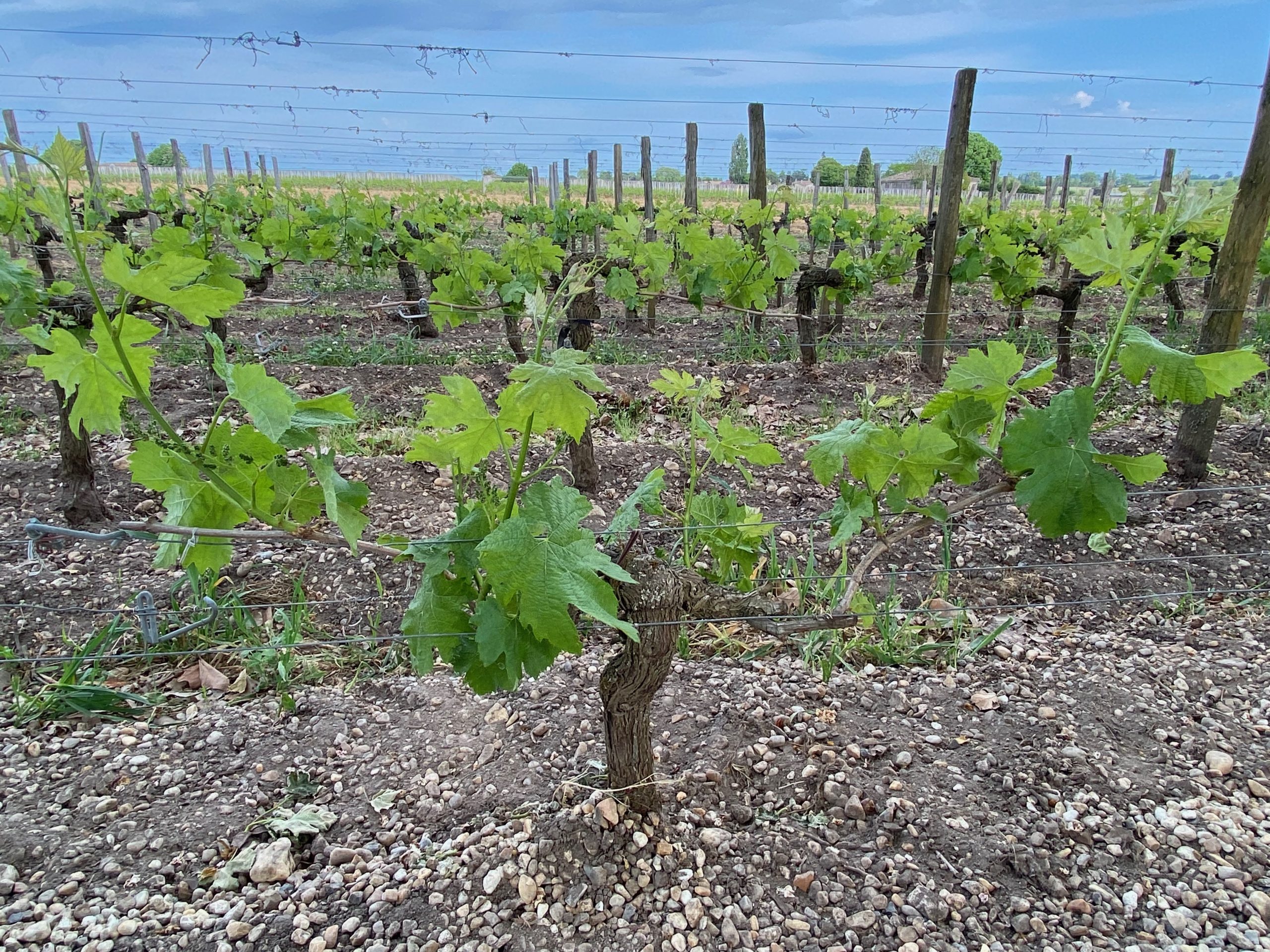 Bordeaux 2025 en primeur: Pomerol ‘rain came just in time’