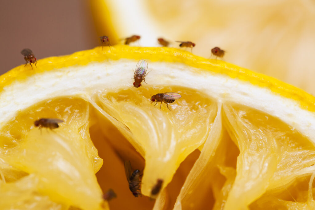 Fruit flies - repel fruit flies using wine corks